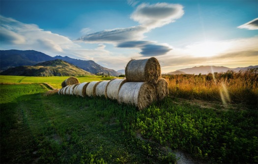 bales-of-hay-fields-new-zealand
