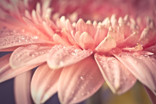 close-up-shot-of-a-gerbera-flower