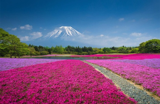 fields-of-flowers-bellow-mount-fuji