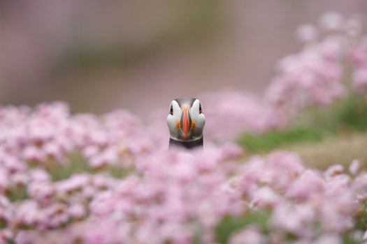 puffin-in-flowers