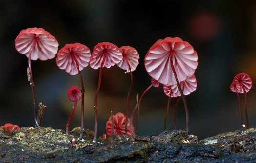 red-marasmius-mushrooms