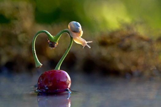 romantic-snail
