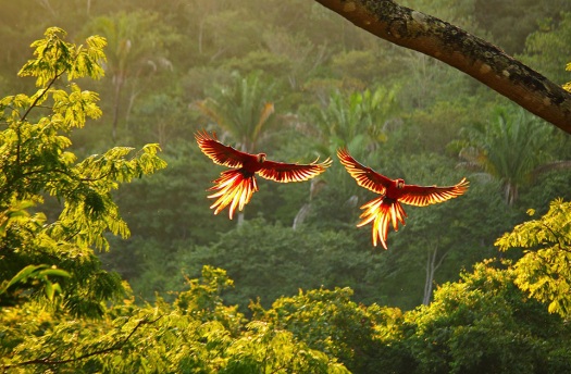 scarlet-macaws-in-flight
