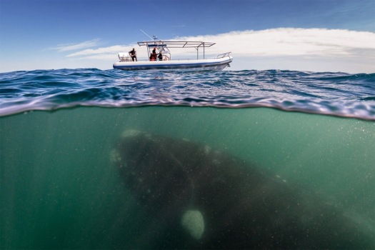 whale-under-boat